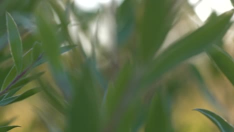 Shot-of-green-tree-leaves-in-late-afternoon-sun