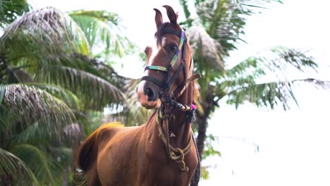 beautiful young female brown horse