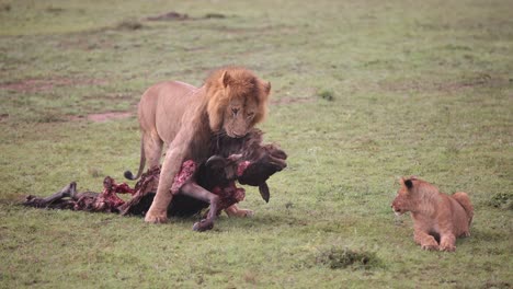 male lion dragging wildebeest carcass across the grass on safari on the masai mara reserve in kenya africa