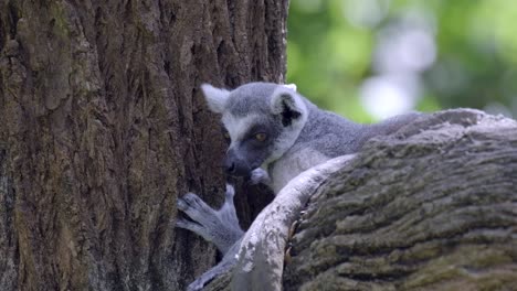 close up of an endangered ring-tailed lemur looking around while hiding on a tree