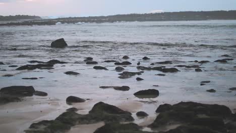 Sandpipers-comb-the-shoreline-in-search-for-snails,-worms,-and-crustaceans