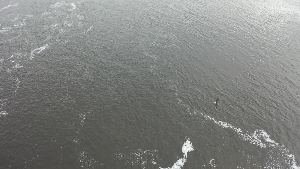 파도 와 새 와 함께 물 의 공중 풍경