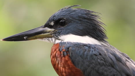 schöne nahaufnahme eines stahlblauen und satten kastanienbraunen beringten eisvogels