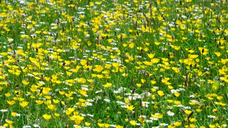 Beautiful-scenic-view-of-bright-colorful-wild-flowers-with-yellow-buttercups-and-white-daisy-in-rural-countryside-English-meadow-field