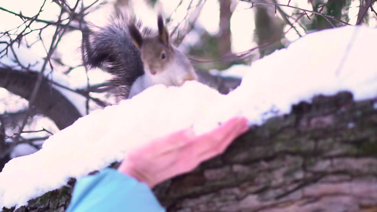 눈 속에서 먹이를 먹는 다람