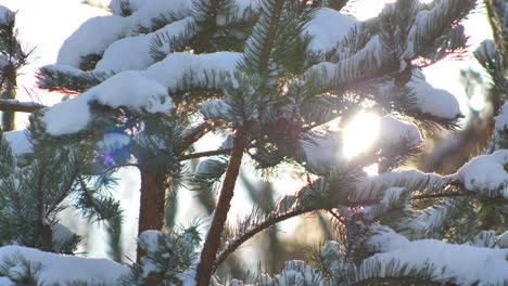 Schnee-An-Einem-Sonnigen-Tag-Liegt-Auf-Tannenzweigen