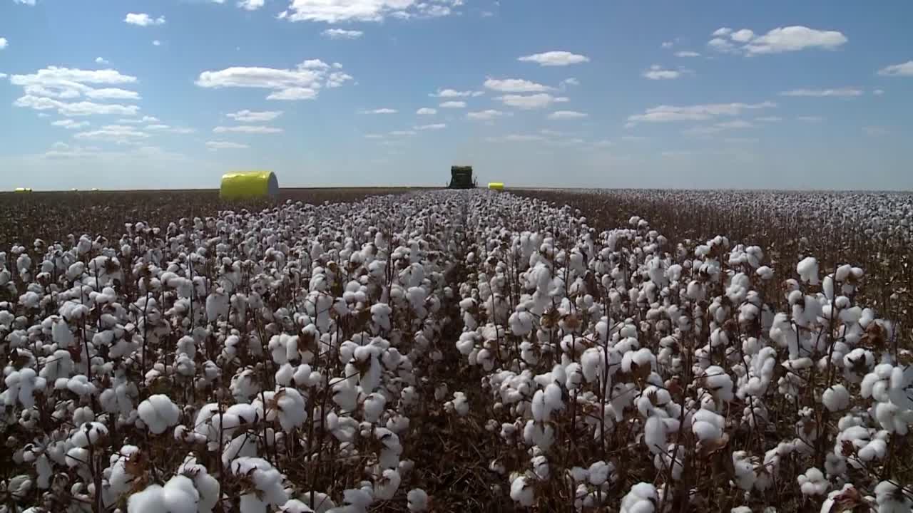 alejar revelando tractor cosechando fibra de algodón en campo de plantación en crecimiento