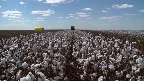 zoom out revealing tractor harvesting cotton fiber in growing plantation field