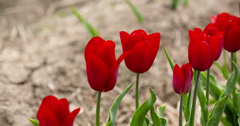 Tulipanes-En-El-Campo-De-Agruiculture-Holanda-69