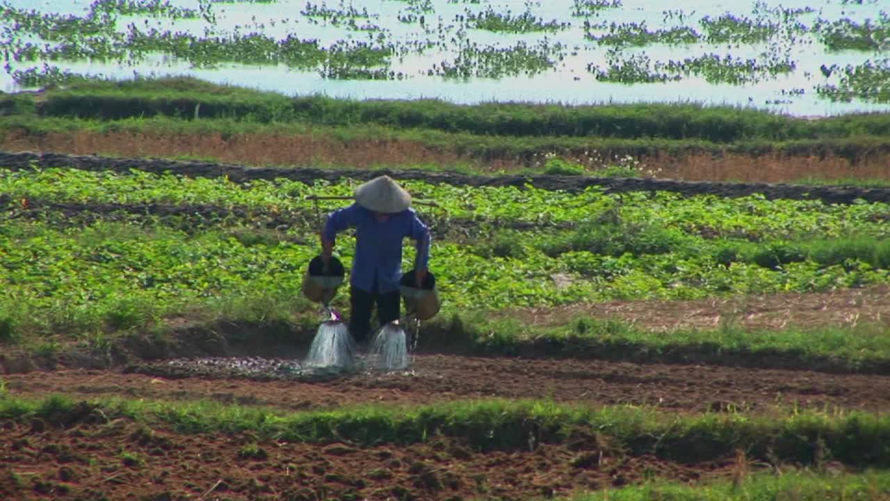 Seorang petani Vietnam menyirami ladang menggunakan metode tradisional