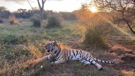 majestic tiger laying in the grass and relaxing at sunrise