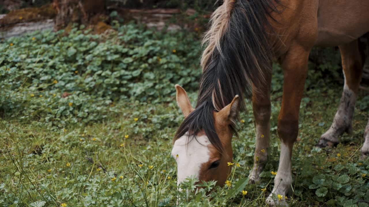 el caballo salvaje patagónico se inclina la cabeza hacia abajo comiendo hierba verde en la patagonia