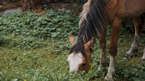 Caballo-Salvaje-Patagónico-Inclina-La-Cabeza-Hacia-Abajo-Comiendo-Hierba-Verde-En-La-Patagonia