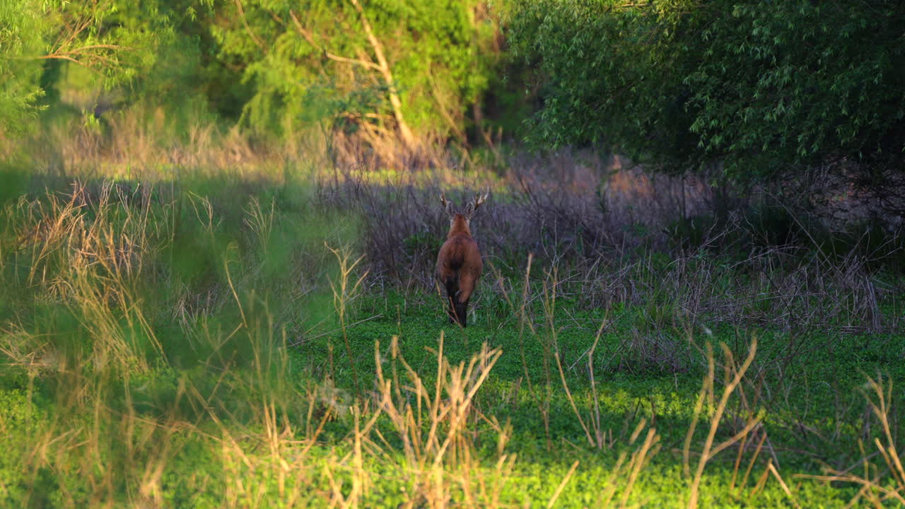 South American Marsh Deer Observed in Green Wetlands Habitat, Wildlife Protection Scene