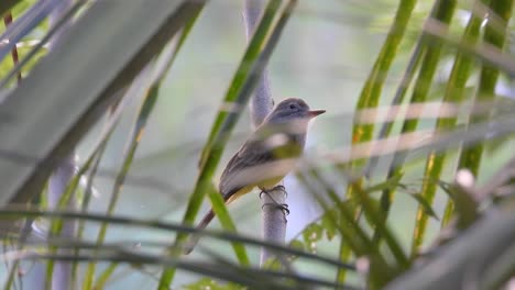 Blick-Durch-Palmenblätter-Des-Panama-Fliegenschnäppers,-Der-Im-Wald-Thront