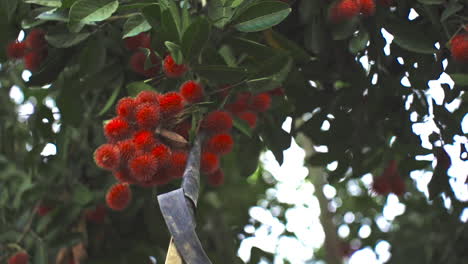 picking-rambutan-from-tree-in-jungle-of-Costa-Rica