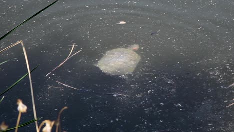 a red-eared slider, turtle makes a right turn while swimming in a pond, fountain hills, arizona