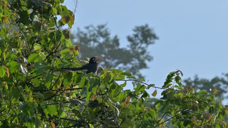 La-Cámara-Se-Aleja-Y-Revela-A-Esta-Hermosa-Joven-Bajo-El-Sol-De-La-Mañana,-Cálao-Oriental-Antracoceros-Albirostris,-Tailandia