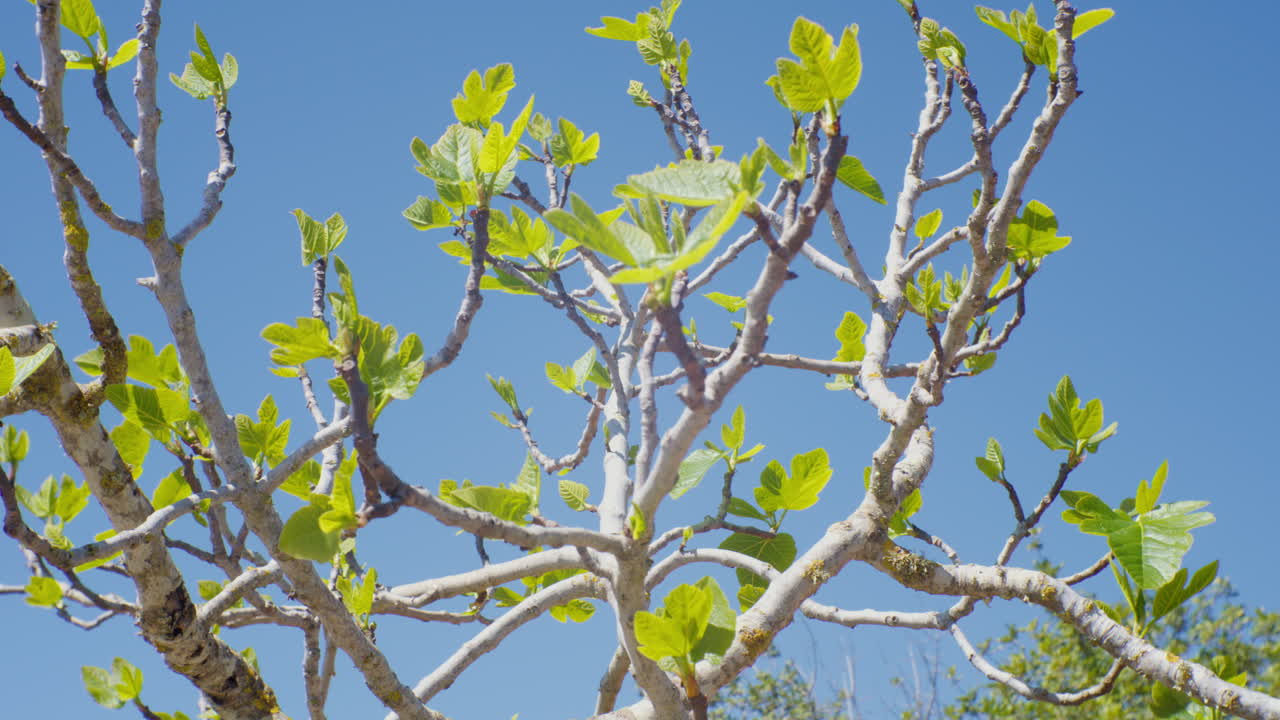 &amp;quot;Close-up of a fig tree, with its distinctive leaves standing out against a background of greenery and clear blue sky