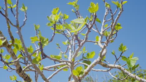 "Close-up-of-a-fig-tree,-with-its-distinctive-leaves-standing-out-against-a-background-of-greenery-and-clear-blue-sky