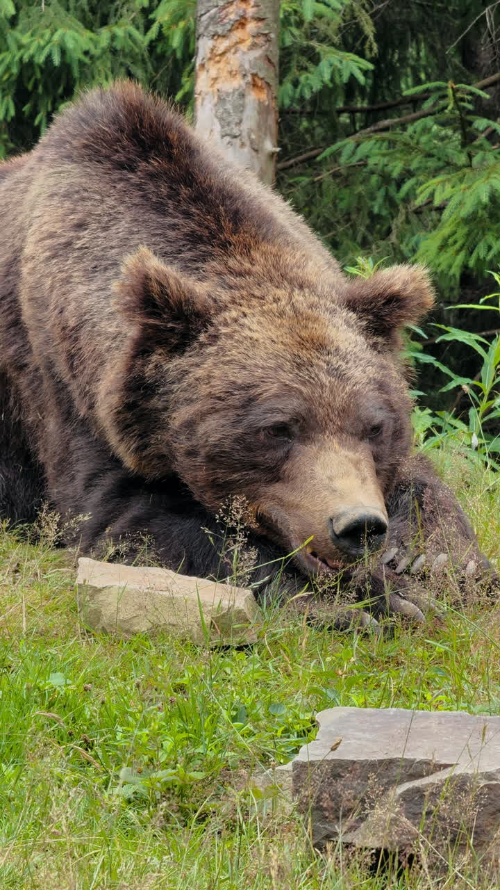 Un grande orso bruno è sdraiato su un pendio erboso con la testa appoggiata vicino a terra tra i fili d'