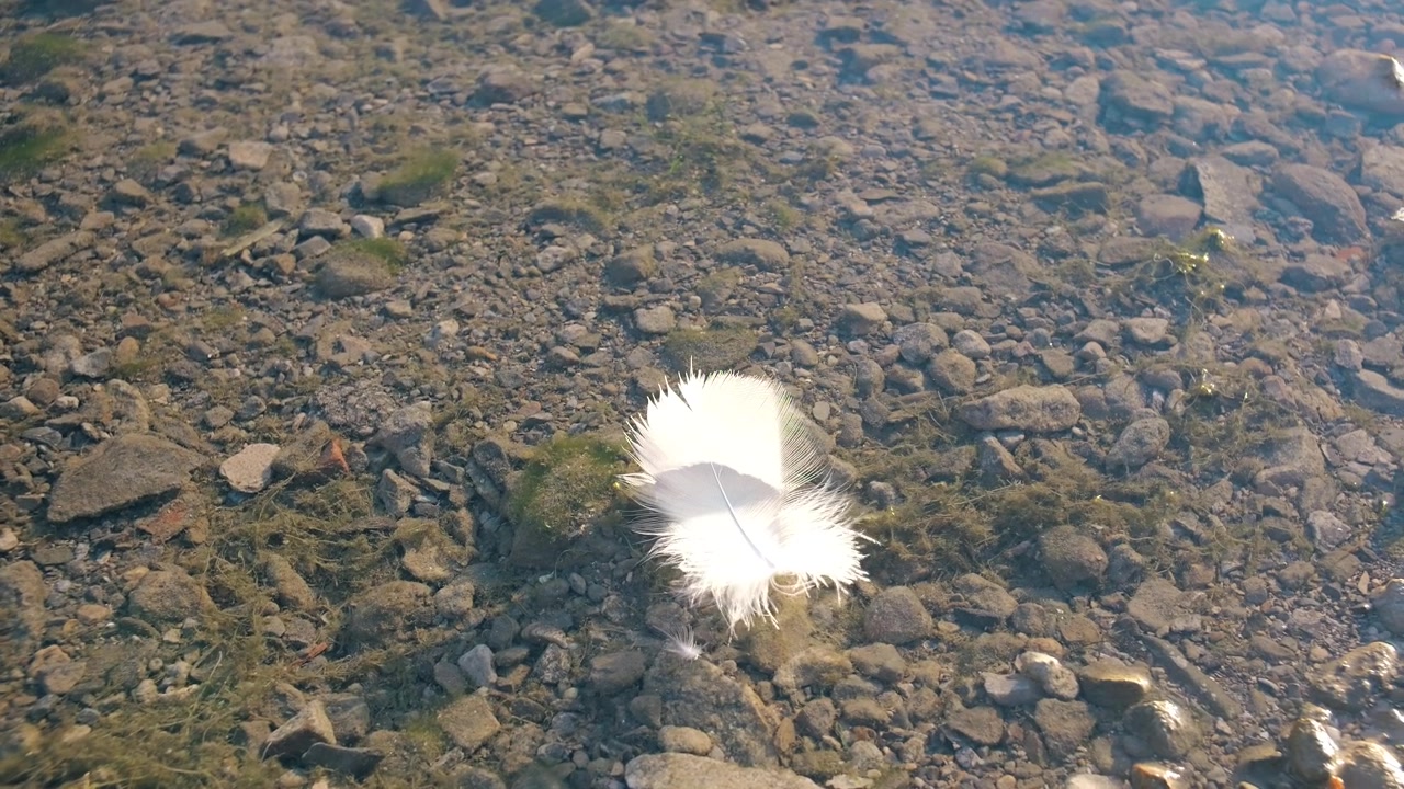 Una delicata piuma d'uccello riposa immobile sulla superficie tranquilla dell'acqua, catturando un momento di pace. Il fiume cristallino riflette l'ambiente circostante, evocando armonia e un senso di equilibrio