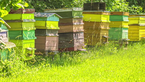 tiro estático de cajas de colmena de madera en hierba verde alta rodeada de árboles en un día soleado de verano con abejas zumbando en timelapse