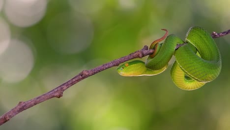 The-White-lipped-Pit-Viper-is-a-venomous-pit-viper-endemic-to-Southeast-Asia-and-is-often-found-during-the-night-waiting-on-a-branch-or-limb-of-a-tree-near-a-body-of-water-with-plenty-of-food-items