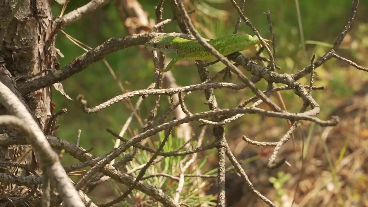 Europæisk grøn firben, Lacerta viridis, der søger føde på tørt træ og efterårsblade. Detaljeret dyrelivsbillede af et krybdyr, der jager på skovbunden.