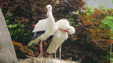 Pair-of-Western-White-Storks-Ciconia-Standing-in-a-Nest-Built-on-Rock-with-Maple-Tree-in-Background