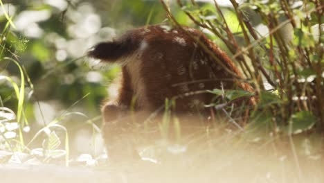 A-fawn,-baby-deer,-in-forest,-eating-grass