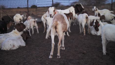herd of goats in kraal at dusk