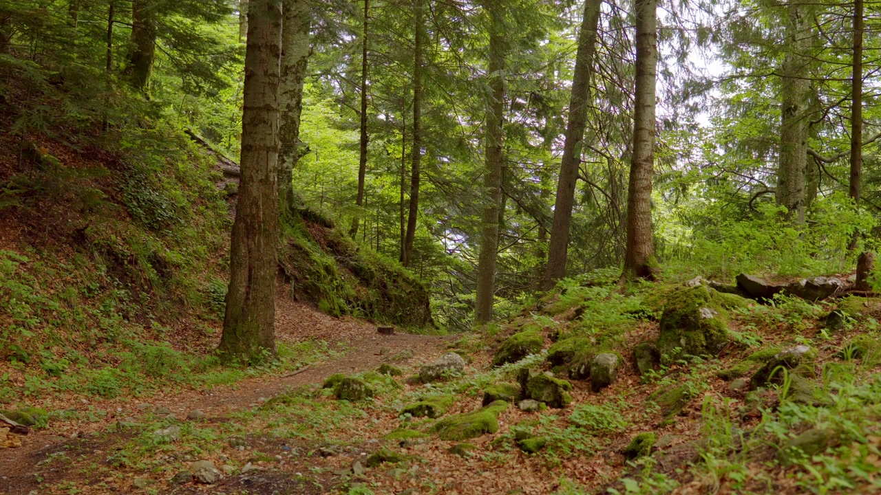 Plan fixe d'un petit sentier au cœur d'une forêt dense