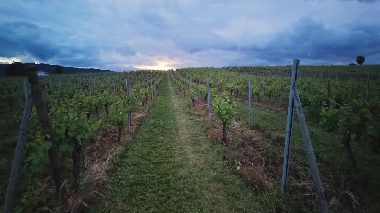 Timelapse af hurtigtbevægende mørke stormskyer over en vinmarksskråning ved skumringstid i Alsace, Frankrig