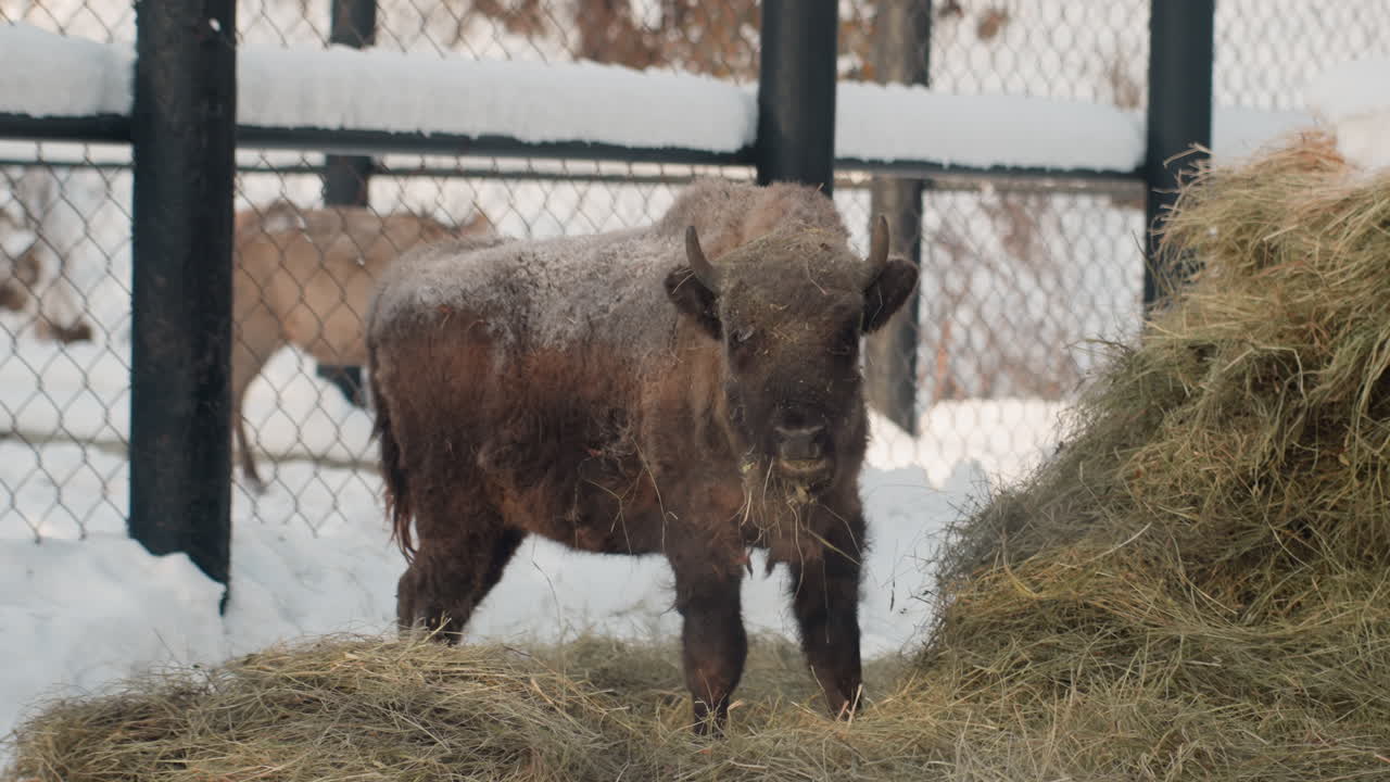 Nærbilde av bison som nærmer seg gjerdet, nysgjerrig ungt individ snuser på høyhaug med synlig pust, våken holdning og dynamisk bevegelse, intim dokumentarenergi og kald vinterstemning