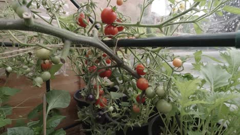 juicy homegrown red black cherry tomatoes rip growing in garden greenhouse slow pull back