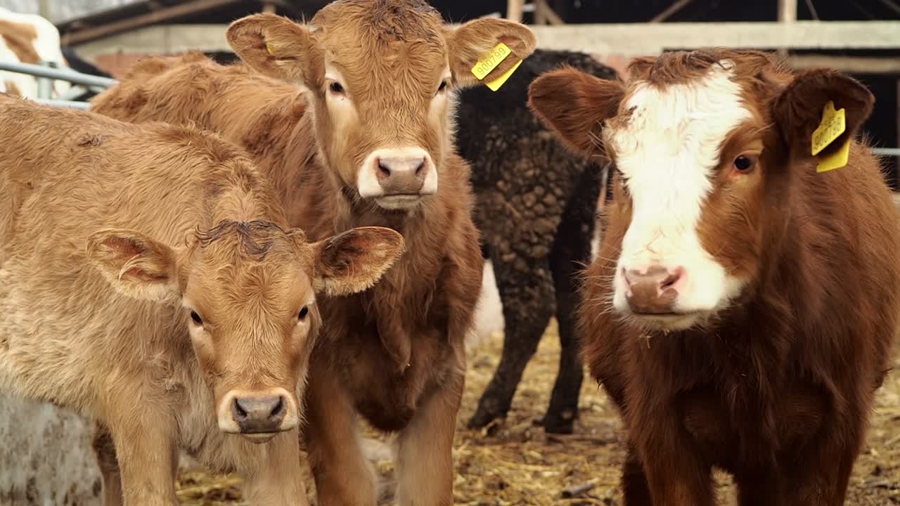 Giovani mucche marroni che guardano la fotocamera