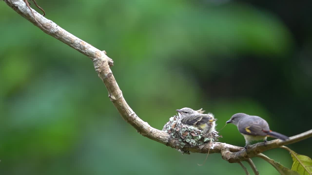 The mother scarlet minivet bird picks up the baby bird's droppings