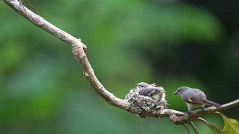 the mother scarlet minivet bird picks up the baby bird's droppings