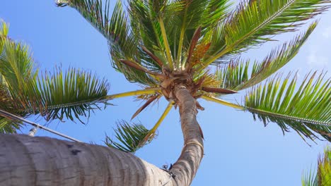 coconut palm trees bottom view