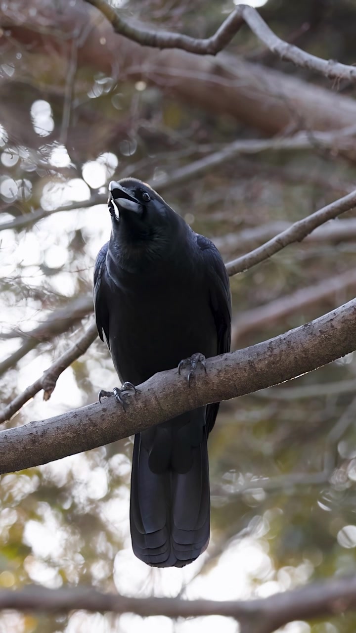 Grande corvo nero appollaiato su un ramo d'albero