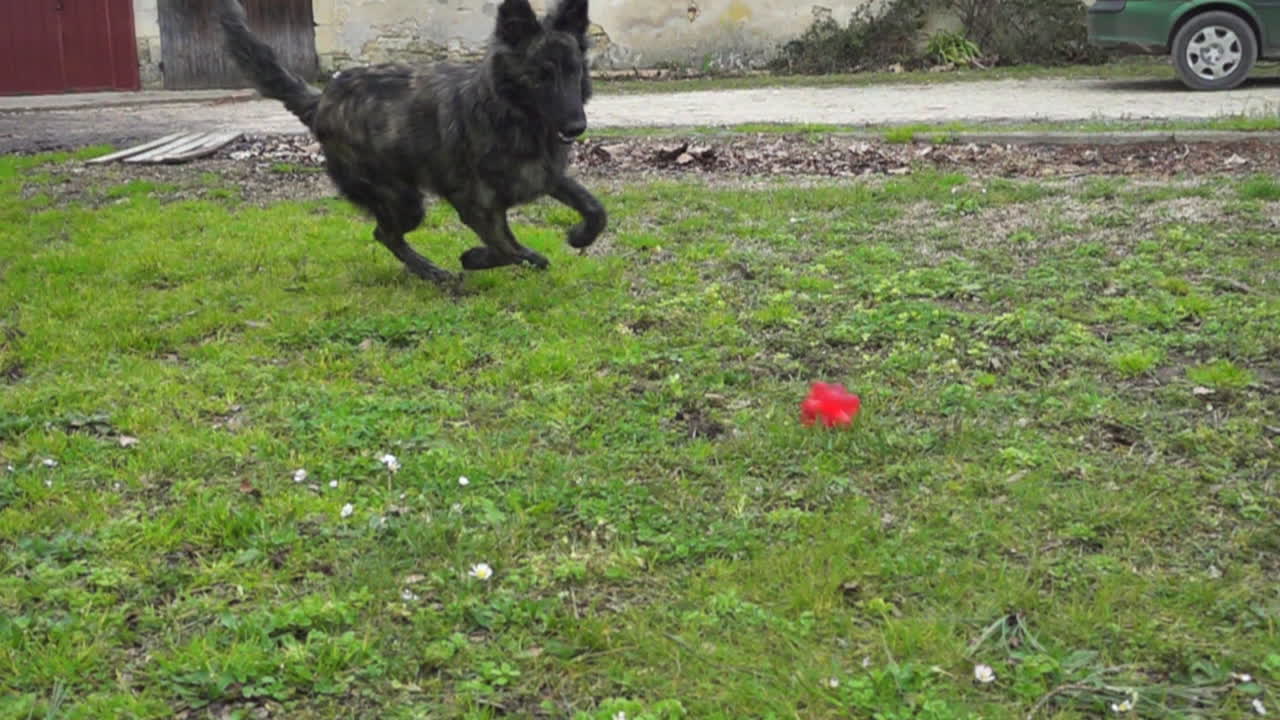 Slow motion di un cane che corre e afferra una palla giocattolo