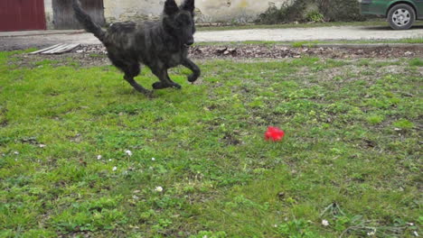 Cámara-Lenta-De-Un-Perro-Corriendo-Y-Atrapando-Una-Pelota-De-Juguete