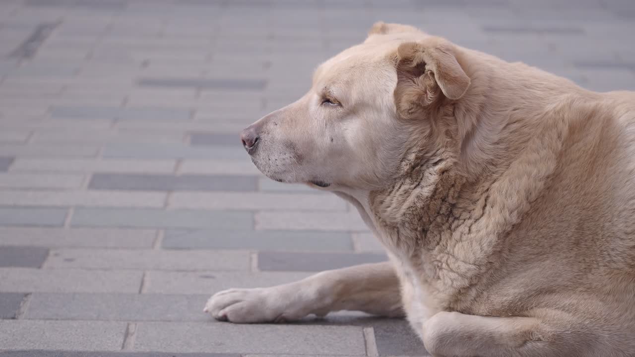 Old Dog Lying on Pavement