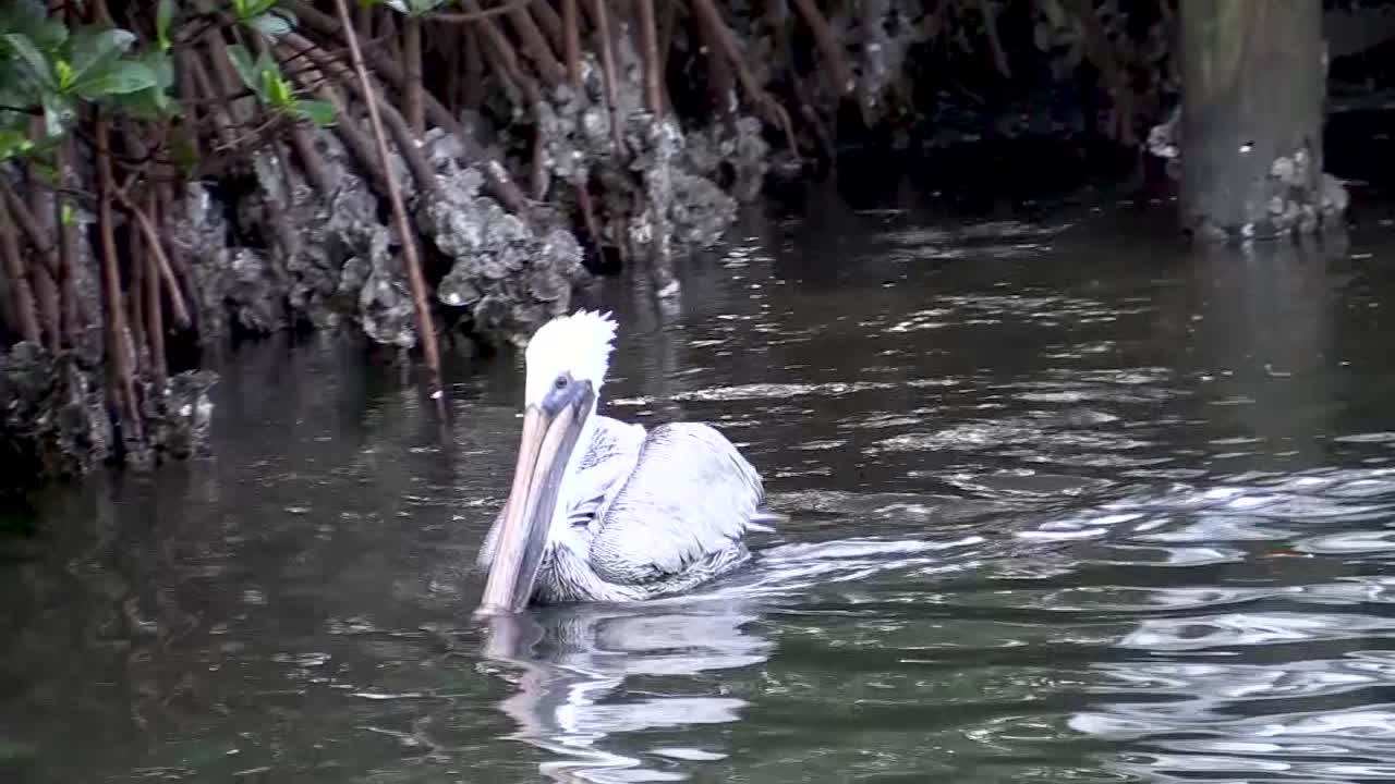 Brown Pelican Swimming Near Mangroves in Tampa Bay, Florida