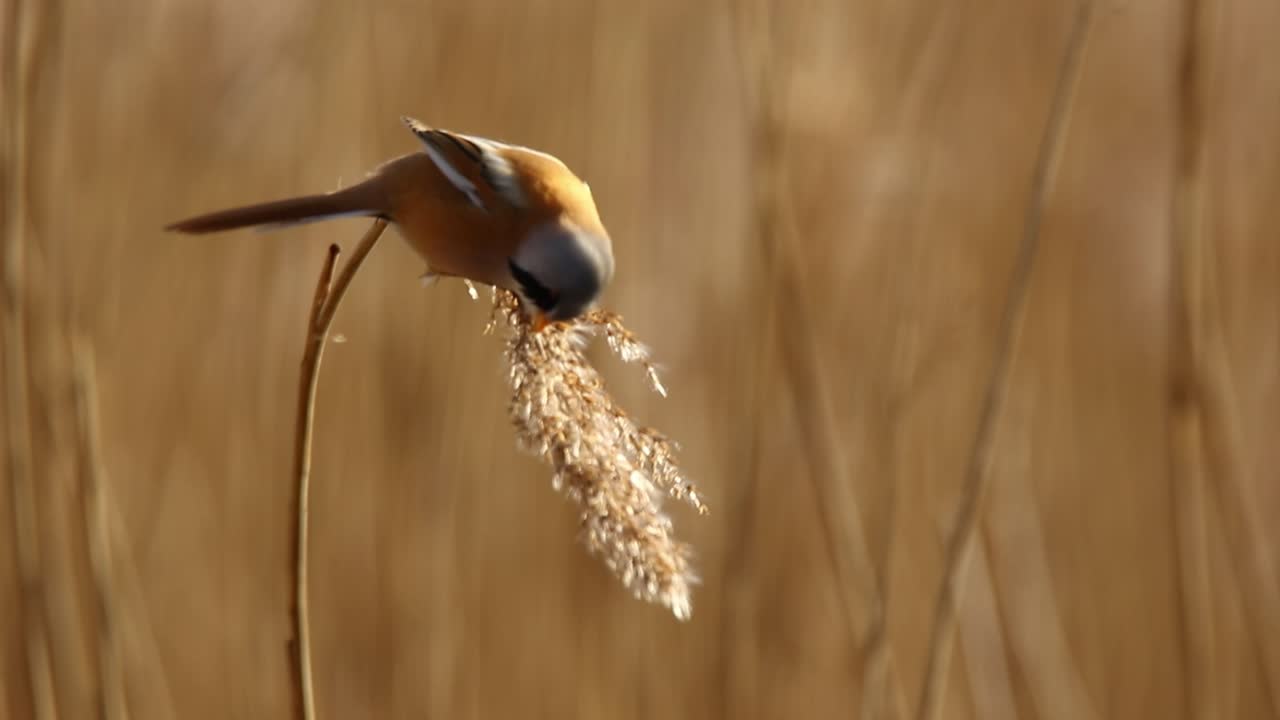 un pequeño pájaro que se alimenta de hierba de caña
