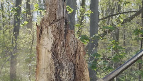 stunning slow motion downward axe swing into a tree stump