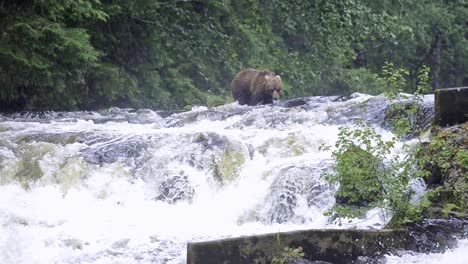 2020-Läuft-Ein-Braunbär-über-Einen-Fluss