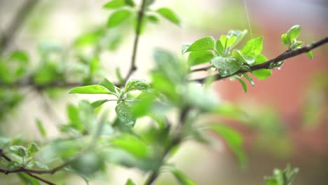 Spring-Apple-Tree-Leaves-And-Drops-Of-Light-Rain