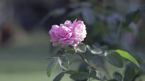 Sich-Leicht-Drehende-Nahaufnahme-Einer-Violetten-Rose